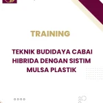 TRAINING BUDIDAYA CABAI